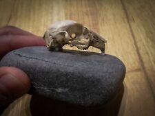Rodent squirrel skull for sale  OLDBURY