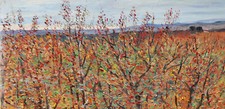 Paesaggio con bosco usato  Lucca