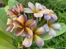 plumeria plants 10 for sale  Geneva