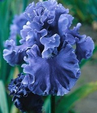 Bearded iris rhizomes for sale  Gaffney