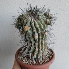 Copiapoa dealbata vaso usato  Modena