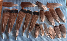 turkey feathers for sale  Georgetown