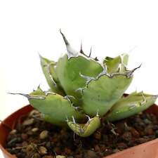 Agave titanota jim usato  Napoli