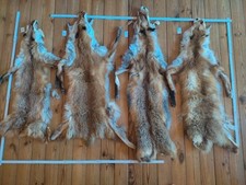 Fuchsfell fuchs balg gebraucht kaufen  Bonndorf im Schwarzwald