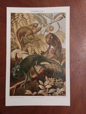 Rig chromolithographie chamäl gebraucht kaufen  Nauen