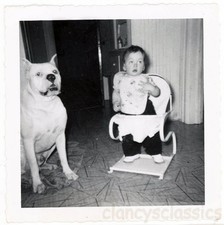 1955 White Pit Bull Dog w Baby in Bouncy Chair ambos Surpresos comprar usado  Enviando para Brazil