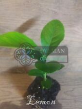 Lemon eureka tree for sale  Sheridan