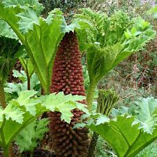 Usado, GUNNERA MANICATA, RUIBARBO GIGANTE comprar usado  Enviando para Brazil