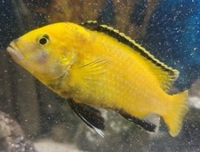 Yellow lab cichlid for sale  Santa Rosa