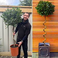 Bay tree plant for sale  LEICESTER