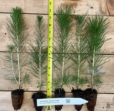 Three japanese black for sale  Albany