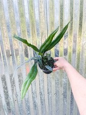 monstera cuttings for sale monstera cuttings for sale Homestead