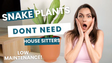 Houseplants snake plants for sale  Los Angeles