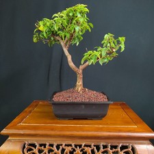 Pre bonsai bouganvillea usato Pre bonsai bouganvillea usato  San Pancrazio Salentino