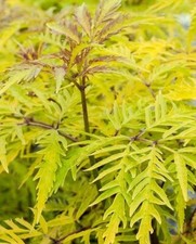 Elderberry sambucus sutherland for sale  MARCH