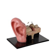 Modello antico anatomico usato  Cambiago