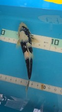 Deep shiro utsuri for sale  Punta Gorda