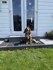 Lovely dog friendly for sale  NORWICH