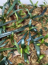 Microsorum thailandicum blue usato  Casapesenna