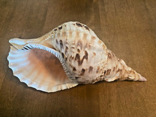 Triton trumpet shell for sale  San Diego
