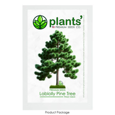 Loblolly pine tree for sale  Claremont