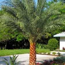 Phoenix sylvester palm for sale  Fort Pierce