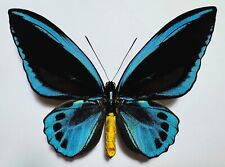 Fantastique ornithoptera priam d'occasion  Neauphle-le-Château