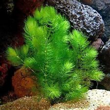 Pack hornwort bundle for sale  Forney