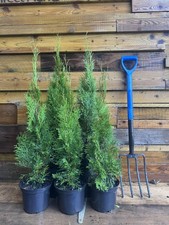 Large thuja smaragd for sale  KING'S LYNN