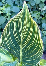 Canna pretoria bengal gebraucht kaufen  Duisburg