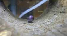 Baby purple mystery for sale  Oxford