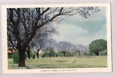 POSTAL DE COLECCIÓN ÁRBOLES DE JACARANDA EN NUEVO PARQUE AGRÍCOLA QLD segunda mano  Embacar hacia Argentina