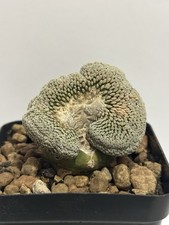 Pelecyphora aselliformis crest usato  Supersano