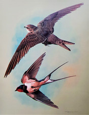 Swallow swift flight. for sale  NELSON