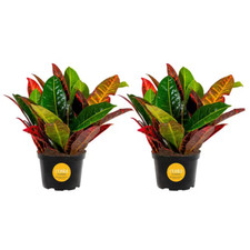 Croton petra indoor for sale  Denver