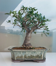 Bonsai olivo olea usato  Segrate