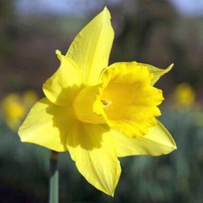 Daffodil golden trumpet for sale  UK