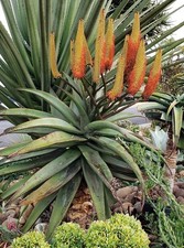 Aloe rupestris rare for sale  Phoenix