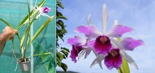 Laelia purpurata var. d'occasion  Fumel