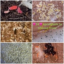 Assorted springtails varieties for sale  Cordele
