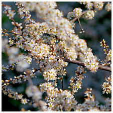 100 blackthorn hedging for sale  NEWTOWNARDS