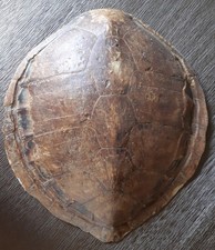 Curiosité grande carapace d'occasion Curiosité grande carapace d'occasion  Anet