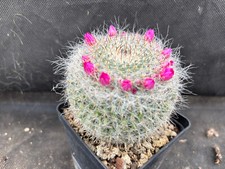 mammillaria usato mammillaria usato Massafra