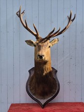 Taxidermie grande tête d'occasion  Moulins