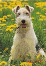 512 drahthaar foxterrier gebraucht kaufen  Perleberg