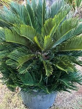 Dwarf cycas revoluta usato  Nardo