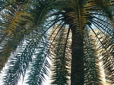 Phoenix sylvestris india for sale  San Francisco