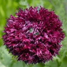 Papaver black swan for sale  STOKE-ON-TRENT