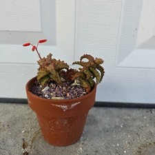 Aloe castilloniae presently for sale  Fort Myers