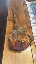 Male ring necked for sale  Divide